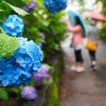 雨の紫陽花