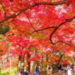 毘沙門堂の紅葉