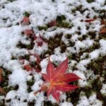 京都で初雪