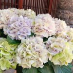 紫陽花
